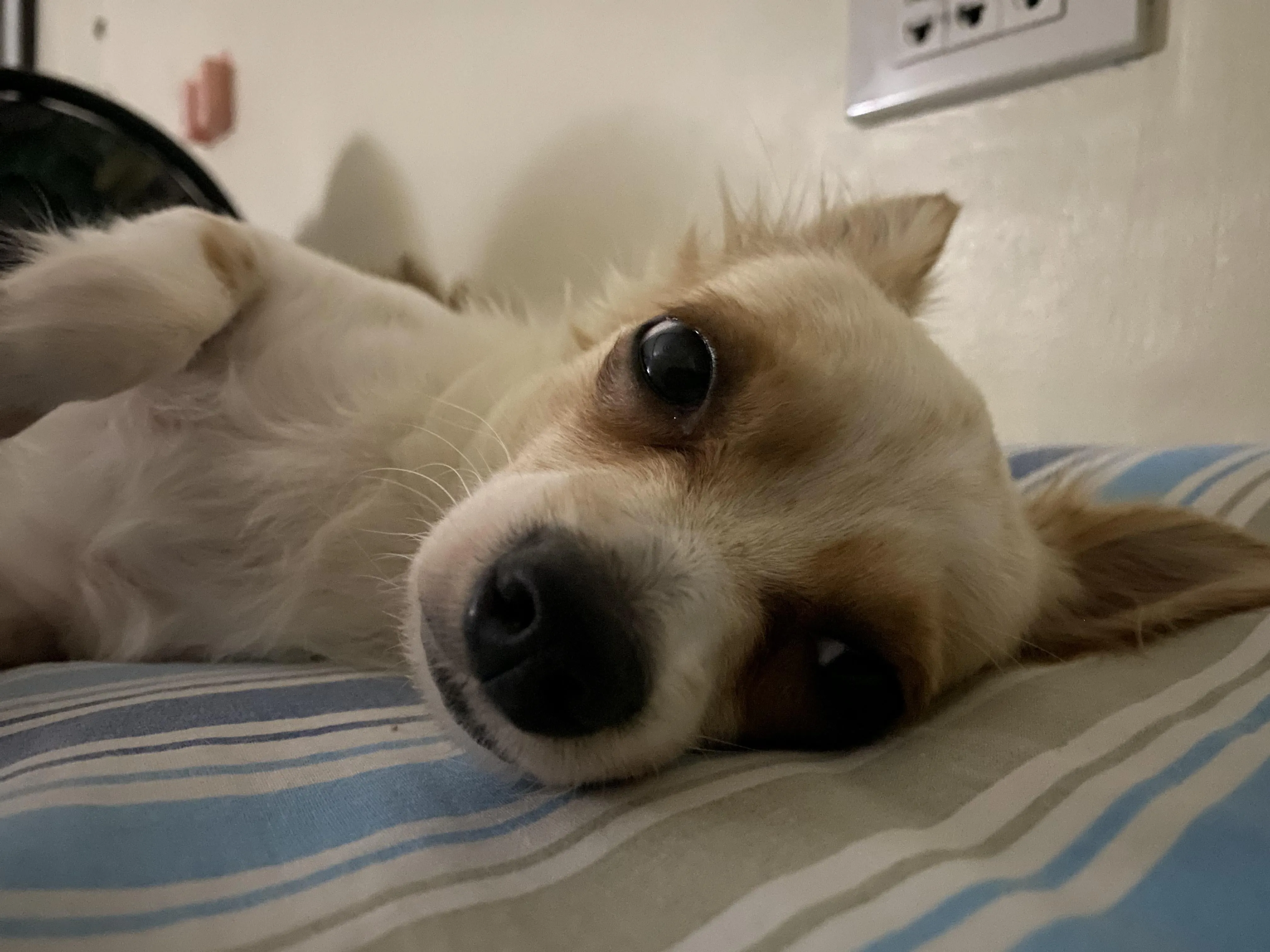 Chó Và Chó Sói: Hướng Dẫn Bảo Vệ Thú Cưng Khỏi Kẻ Săn Mồi Hoang Dã Toàn Diện