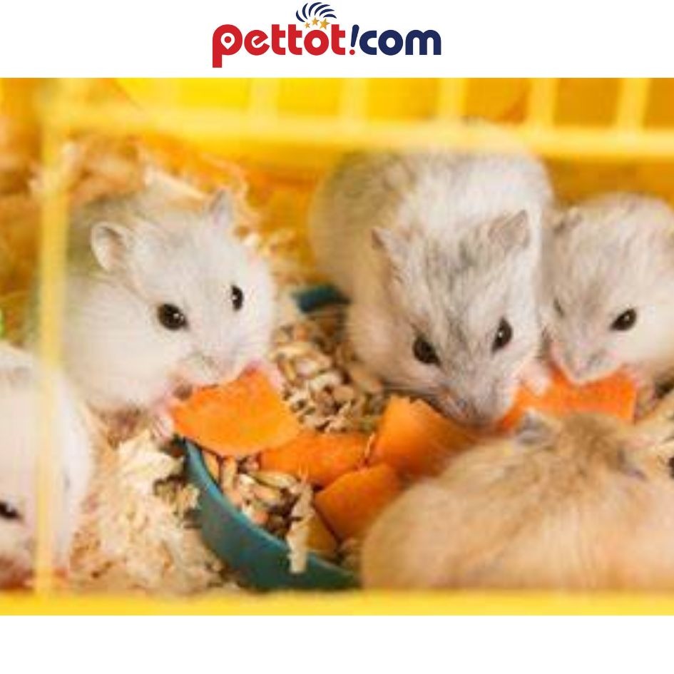 Đồ Cho Chuột Hamster: Hướng Dẫn Chi Tiết Chuẩn Bị Mọi Thứ Cần Thiết