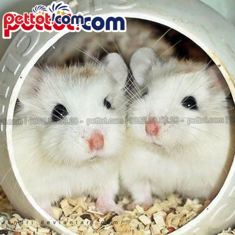 Đồ Cho Chuột Hamster: Hướng Dẫn Chi Tiết Chuẩn Bị Mọi Thứ Cần Thiết