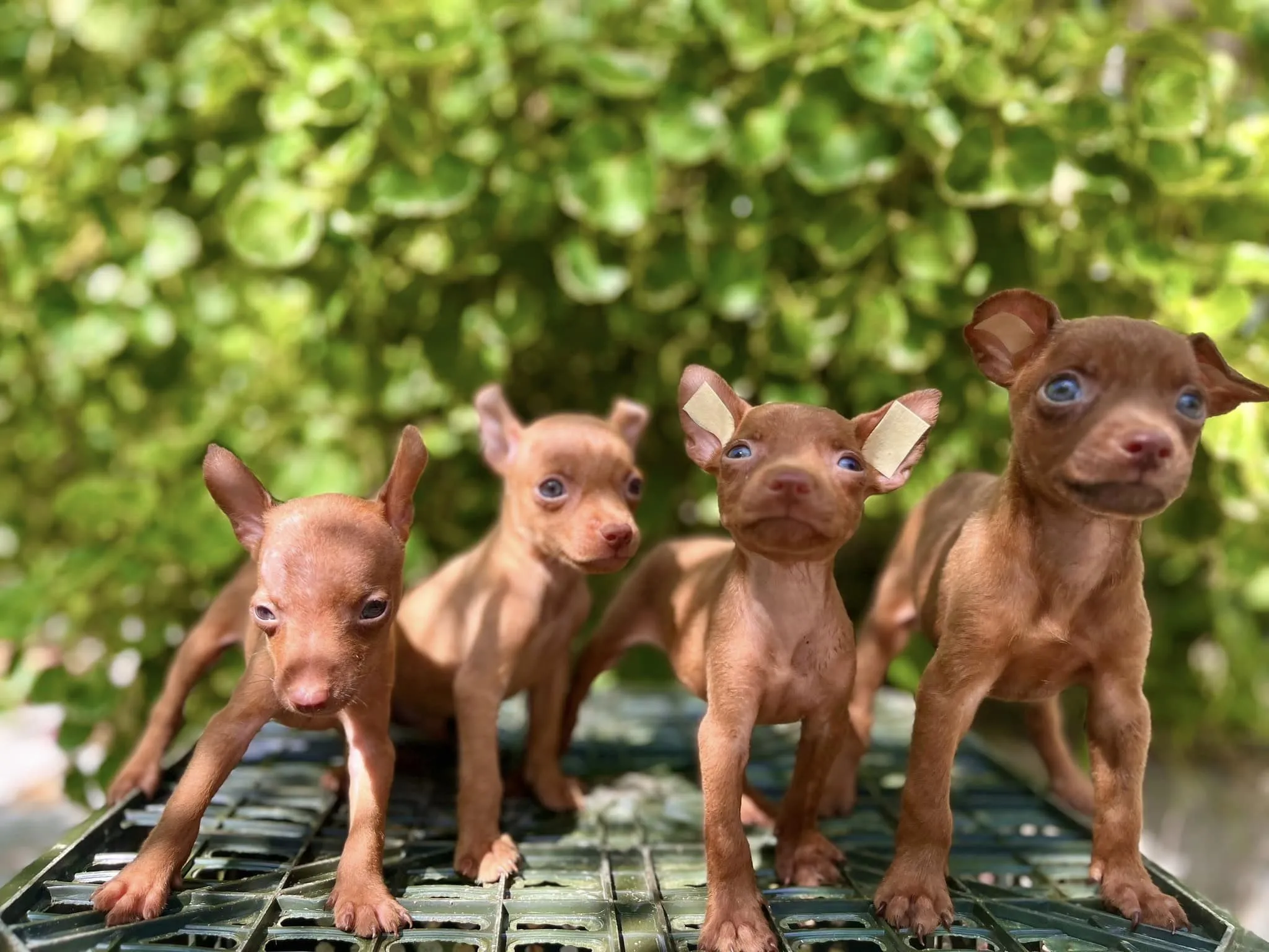 Đồ dùng và lồng nuôi thú cưng tại shop