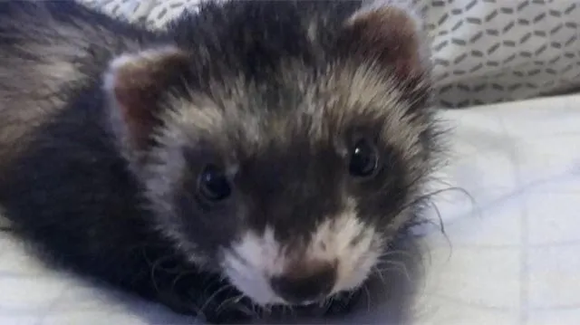 Kinh Nghiệm Mua Bán Chuột Hamster Ở Nha Trang Toàn Diện Từ Chuyên Gia