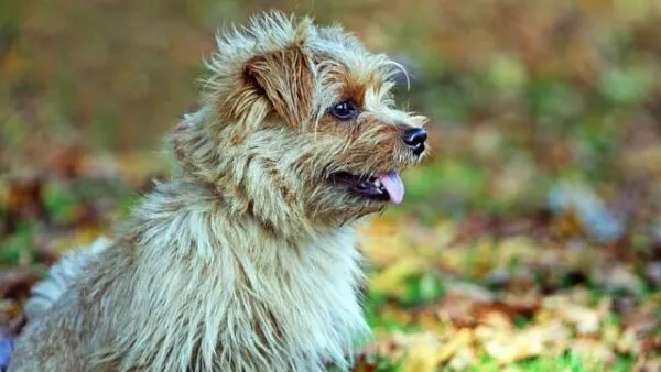 Đặc Điểm, Giá Cả Và Kinh Nghiệm Nuôi Chó Poodle Lai Nhật Màu Đen Toàn Diện