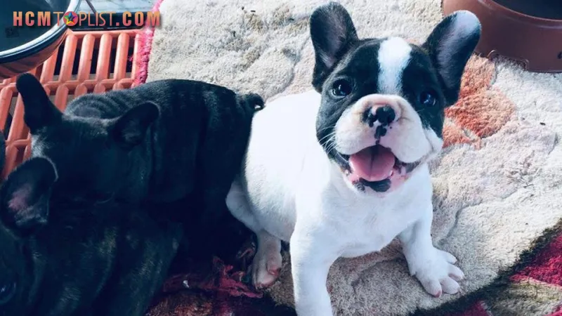 Kinh nghiệm cần biết khi chọn mua chó cảnh giá rẻ tphcm