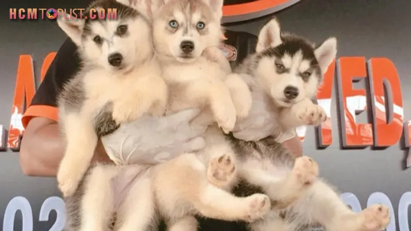 Shop mua chó cảnh giá rẻ tphcm cung cấp nhiều giống chó đẹp