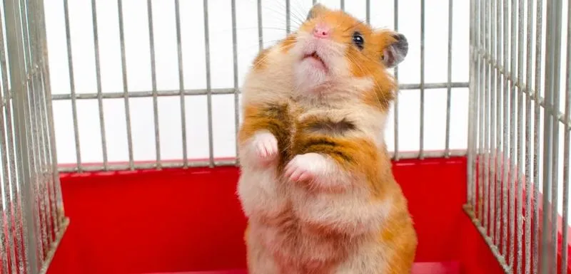 Đôi chuột hamster nhỏ nhắn đang chơi đùa trong lồng, minh họa môi trường sống cần được bảo vệ khỏi kiến cắn.