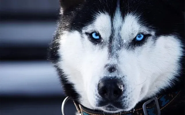 Đôi mắt xanh băng (Blue Ice) là điểm nhấn quan trọng nhất khi định giá chó Husky