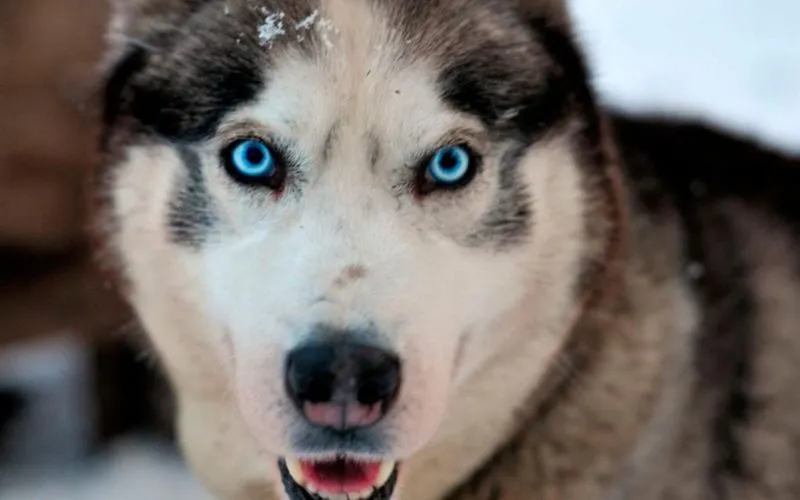 Đôi mắt xanh ở một số chú chó Husky trở thành điểm đặc trưng đầy ấn tượng