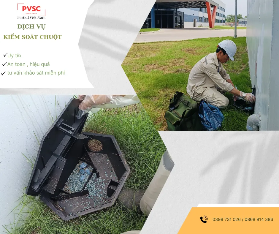 Đội ngũ chuyên gia kiểm soát chuột công nghiệp đang tiến hành giám sát và đặt bả an toàn trong nhà máy