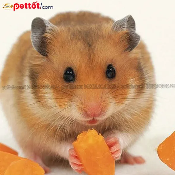 Đội ngũ chuyên gia tiến hành định giá và thu mua chuột hamster