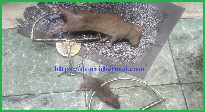 Đội ngũ chuyên gia tiến hành khảo sát và đánh giá mức độ xâm nhập của chuột tại nhà