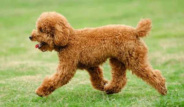 Dòng chó Toy Poodle có lớp lông xoắn và đáng yêu