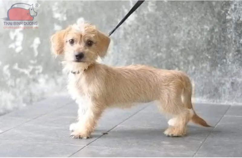 Doxiepoo, giống chó xúc xích lai Poodle thân dài