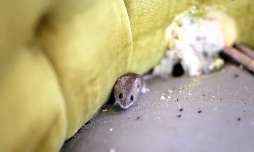 Dung dịch xịt xua đuổi chuột hôi tự nhiên và an toàn, giải pháp tối ưu cho cách đuổi chuột hôi ra khỏi nhà