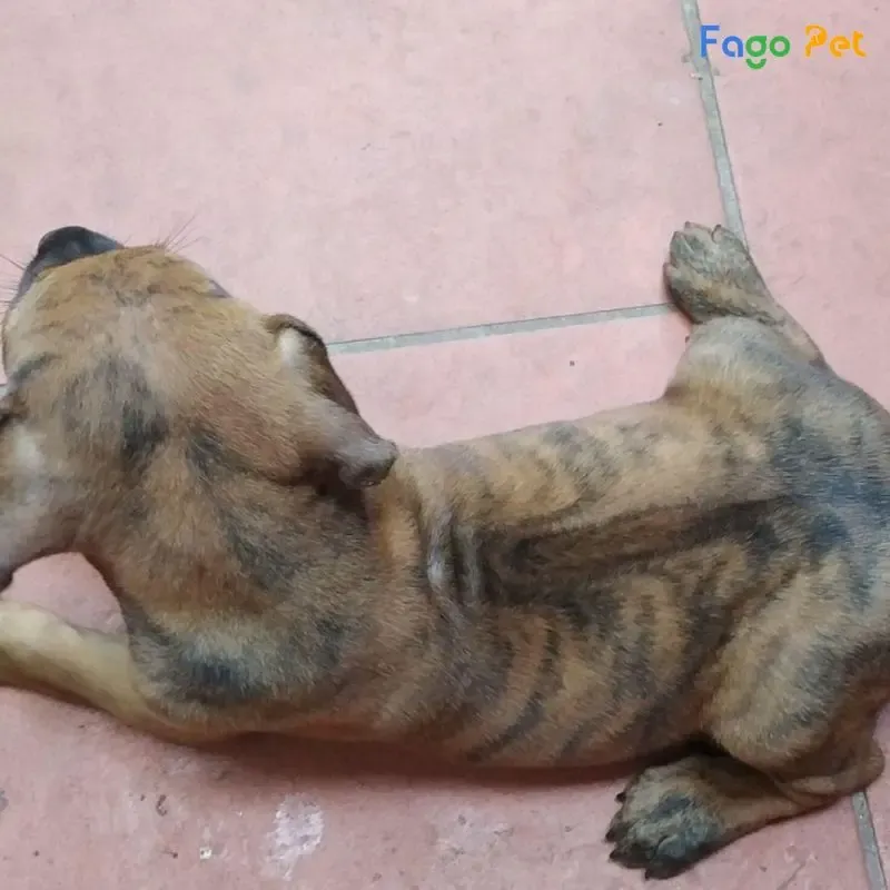 Dùng thức ăn để khích lệ là cách huấn luyện chó phú quốc con nằm hiệu quả