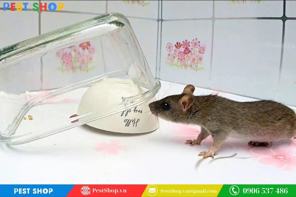 Dùng tô thủy tinh và mồi nhử để bẫy loài vật phá hoại gian bếp