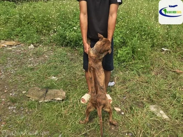 Đường lưng và hông chắc chắn của chó Phú Quốc, tiêu chí hình thể chuẩn