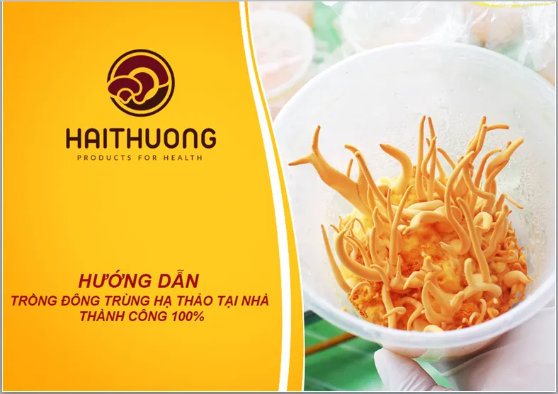 Hướng Dẫn Chi Tiết Cách Nuôi Trồng Đông Trùng Hạ Thảo Tại Nhà
