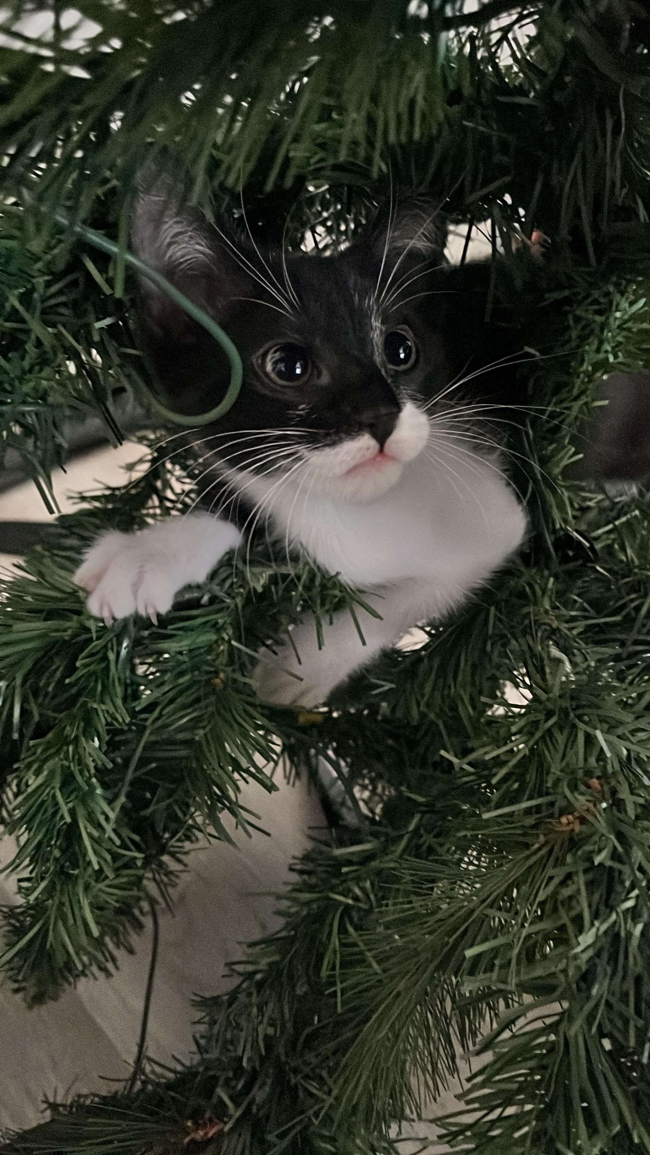 Con Chuột Túi: Nghiên Cứu Chuyên Sâu Về Luật Bảo Tồn Và Ngược Đãi Động Vật Hoang Dã