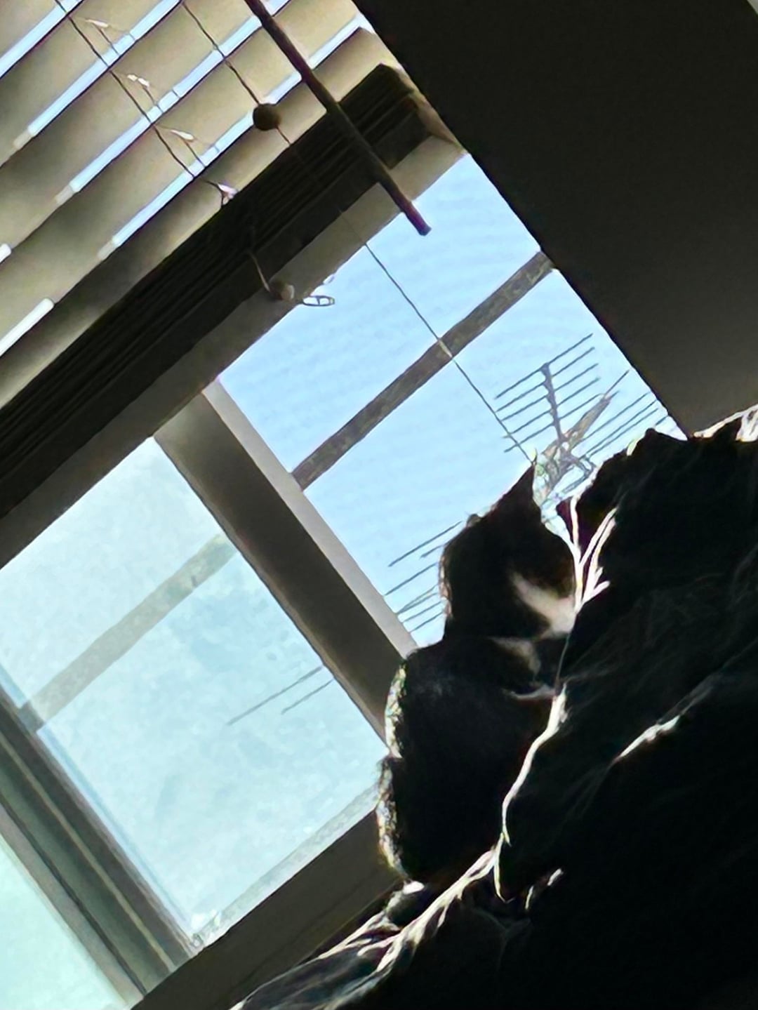 Con Chuột Túi: Nghiên Cứu Chuyên Sâu Về Luật Bảo Tồn Và Ngược Đãi Động Vật Hoang Dã