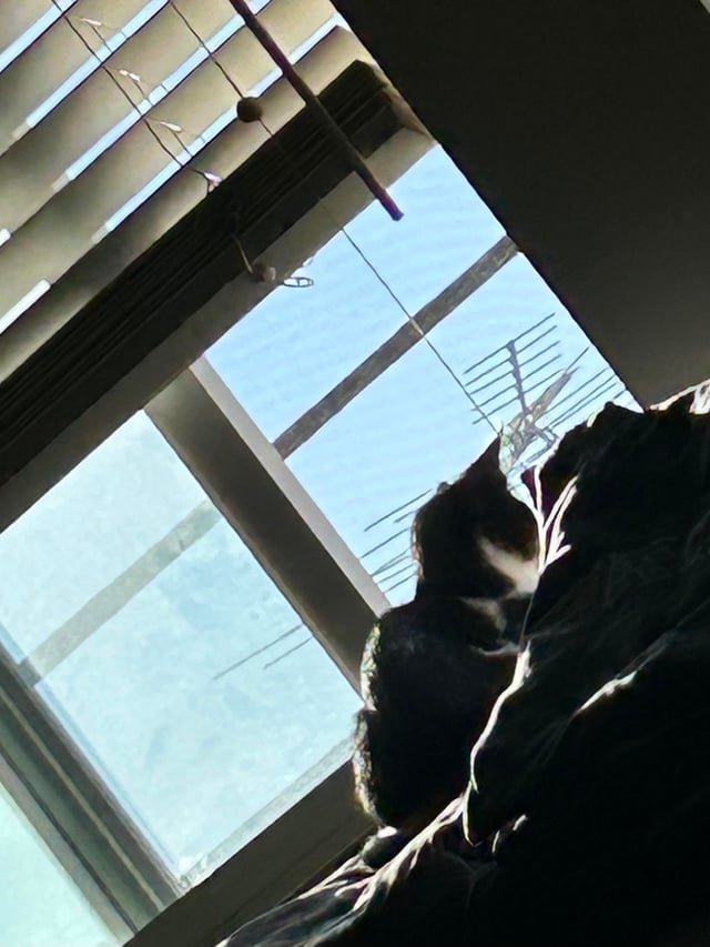 Con Chuột Túi: Nghiên Cứu Chuyên Sâu Về Luật Bảo Tồn Và Ngược Đãi Động Vật Hoang Dã