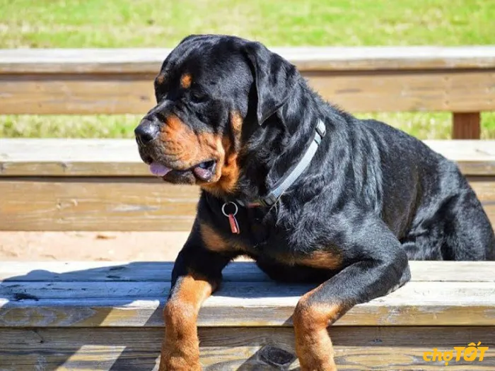 Huấn luyện chuyên nghiệp giúp phát huy giá trị của chó Rottweiler thuần chủng