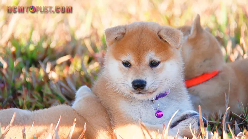 F8 Kennel là lựa chọn hàng đầu để mua chó cảnh giá rẻ tphcm