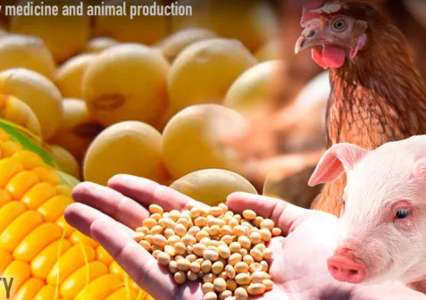 Cách Thức Nuôi Bò Đạt Hiệu Quả Cao Và Tối Ưu Chi Phí