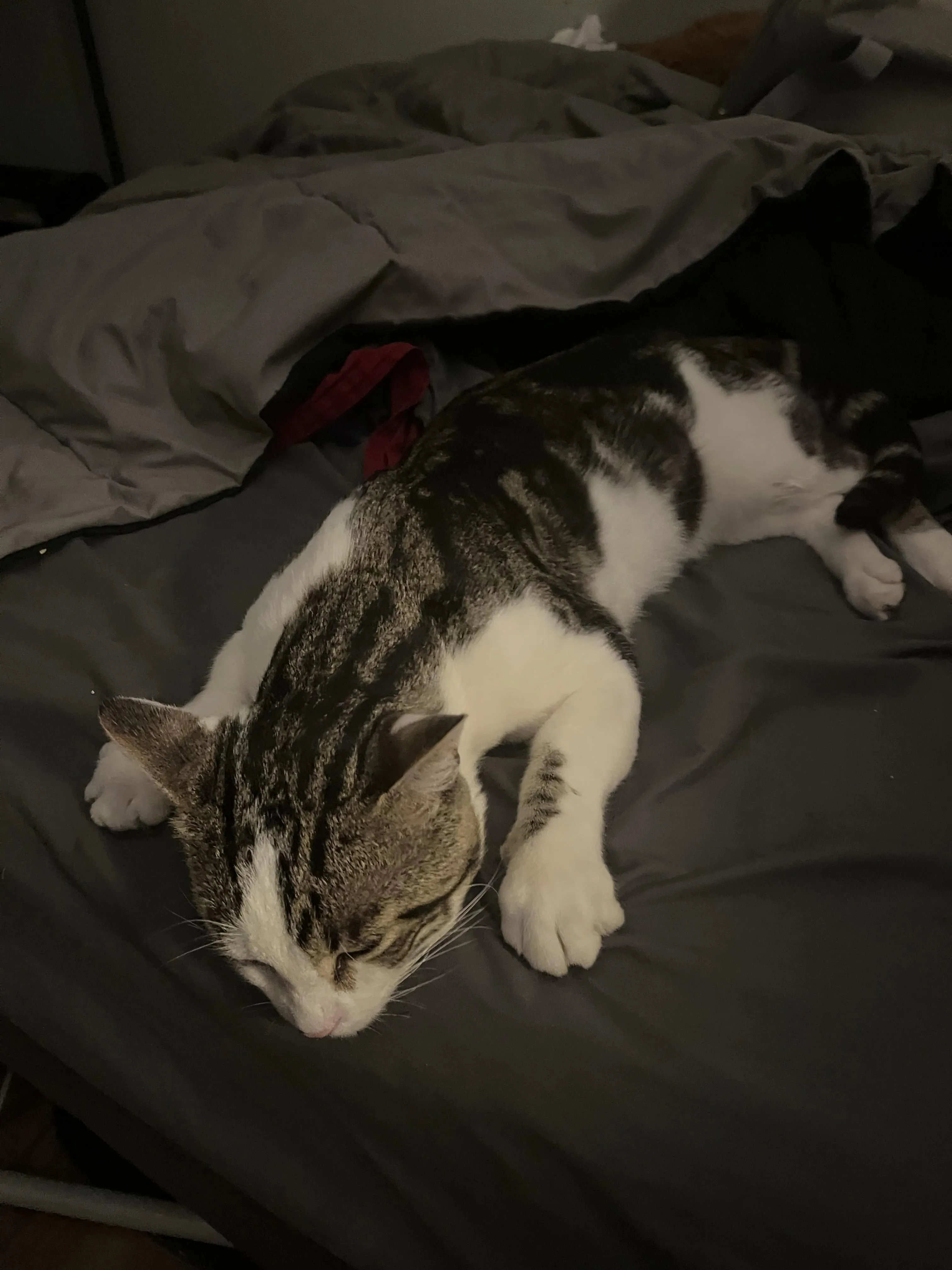 Mèo Vỡ Ối Bao Lâu Thì Đẻ? Dấu Hiệu Chuyển Dạ & Cách Xử Lý An Toàn