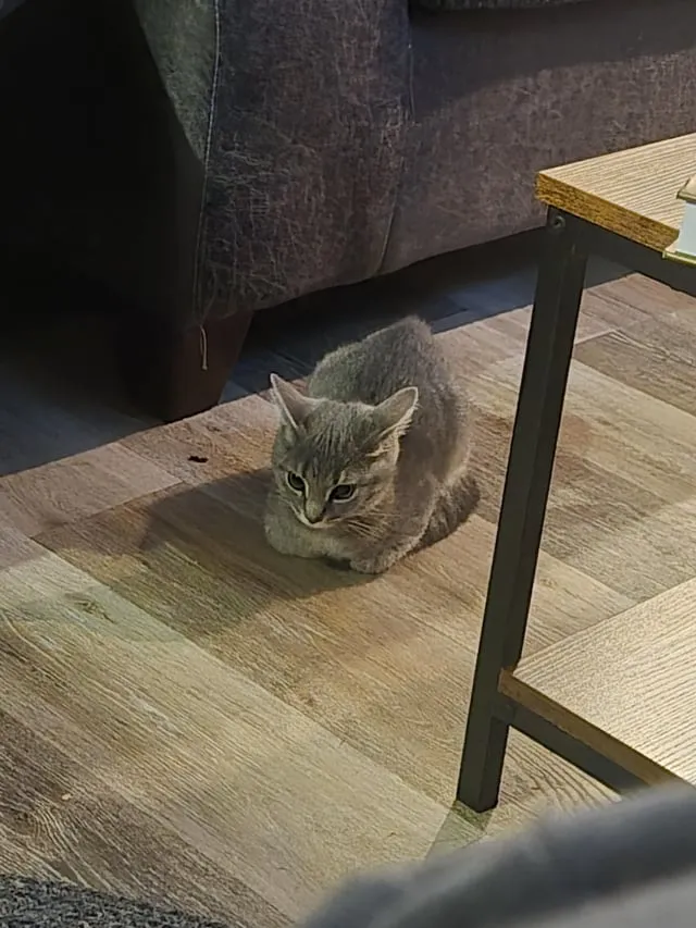 Mèo Mang Thai Bao Lâu Thì Sinh: Hướng Dẫn Chi Tiết Từ Chuyên Gia