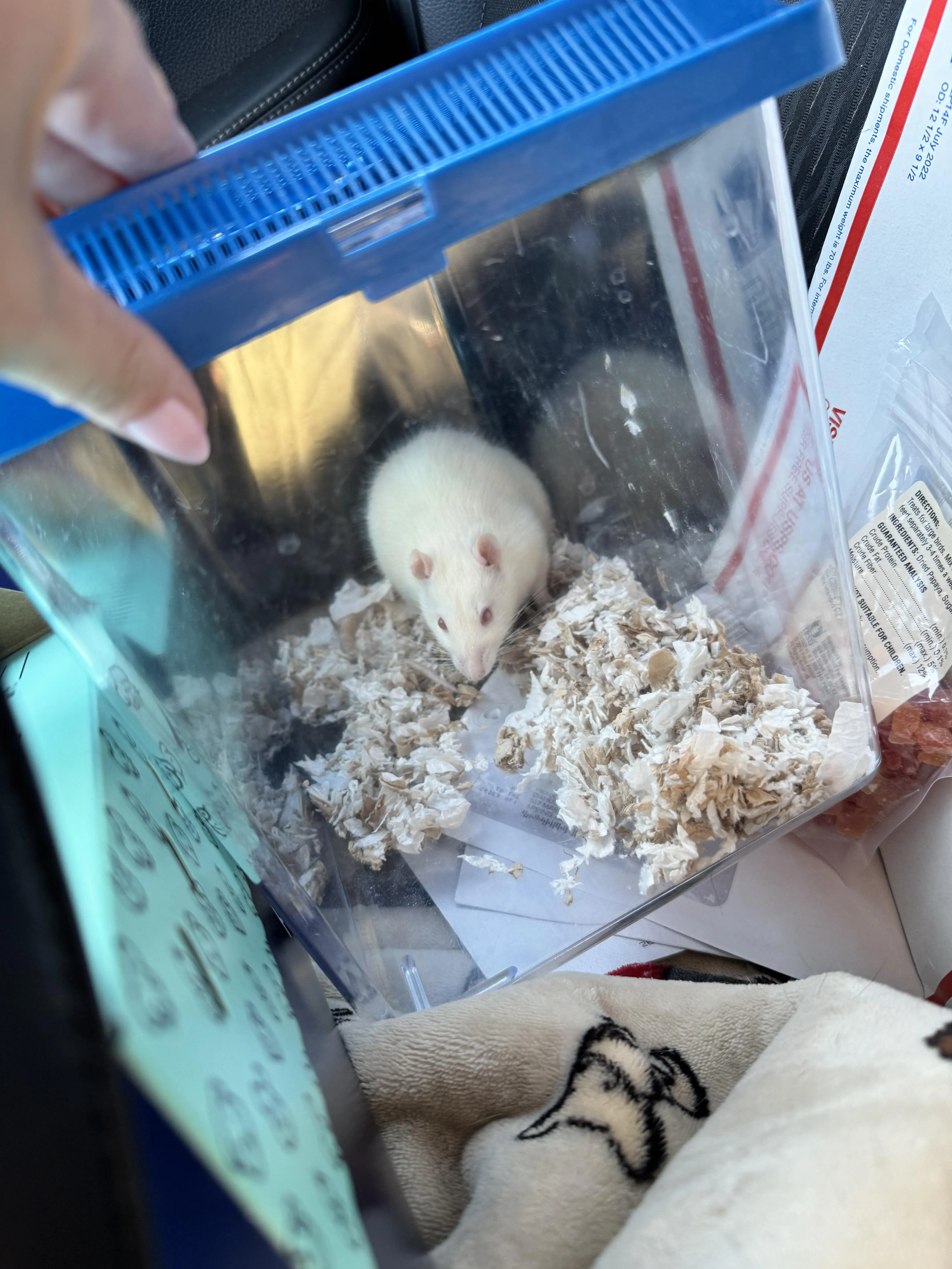 Chuột Hamster Đánh Nhau: Phân Tích Nguyên Nhân Và 10 Giải Pháp Chuyên Sâu