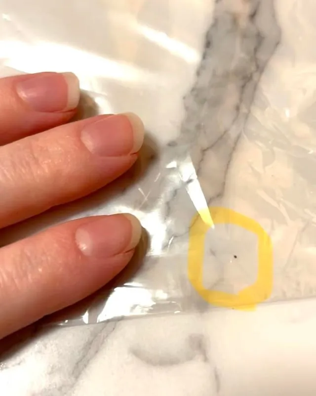 Nguyên Nhân Và Dấu Hiệu Cảnh Báo Khi Chuột Hamster Sóc Chết Sớm