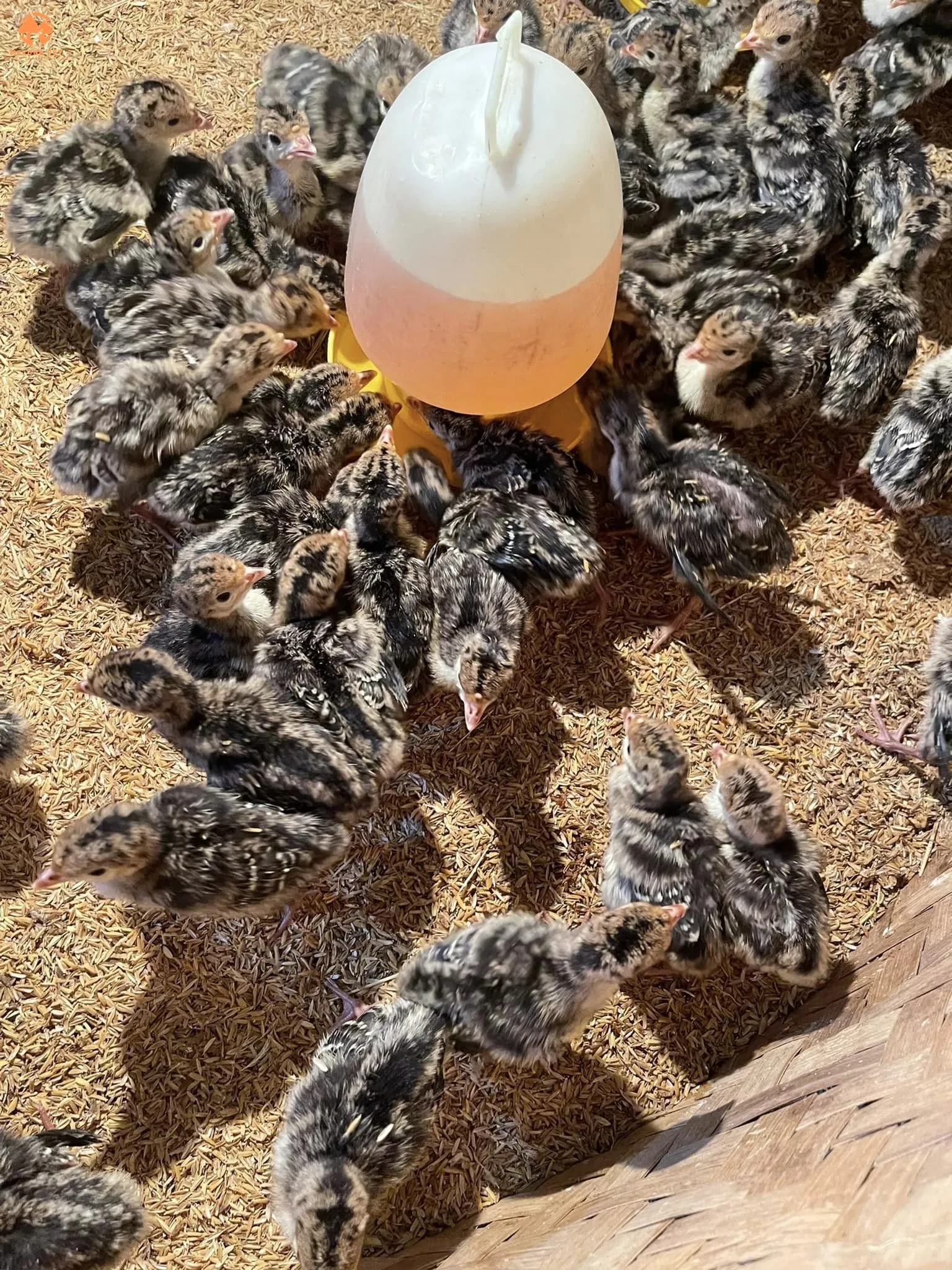 Gà con được cung cấp nước uống sạch sẽ, bổ sung vitamin, và thuốc phòng bệnh để tăng cường sức đề kháng.