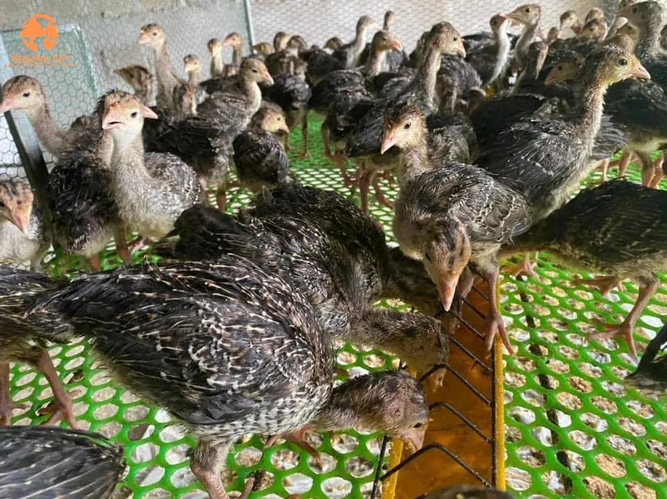 Gà con từ 10 ngày tuổi trở đi được nuôi trong chuồng cách phân, giúp đảm bảo sự thông thoáng, sạch sẽ, và vệ sinh hơn.