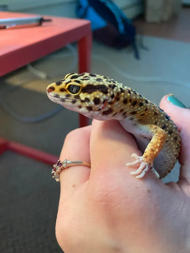 TÌM HIỂU VỀ CÁC LOẠI CHUỘT HAMSTER PHỔ BIẾN VÀ CÁCH CHĂM SÓC CHUYÊN SÂU