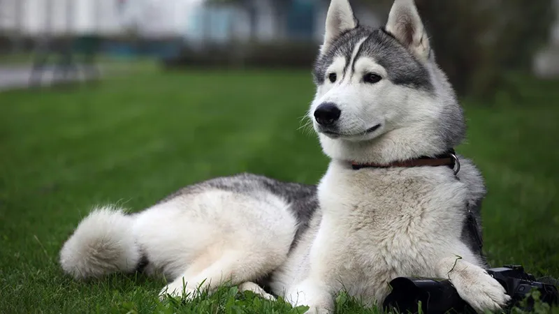 Giá bán chó Alaska Malamute phụ thuộc vào kích thước và nguồn gốc