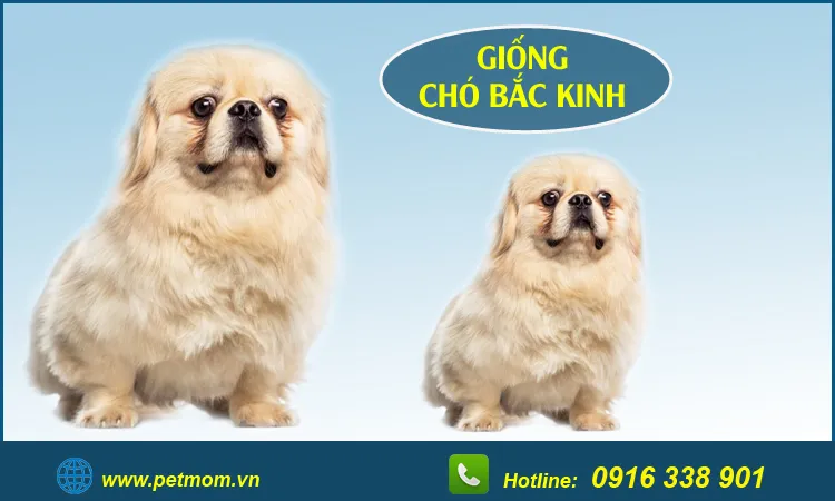 Giá bán chó poodle lai bắc kinh trên thị trường thú cưng
