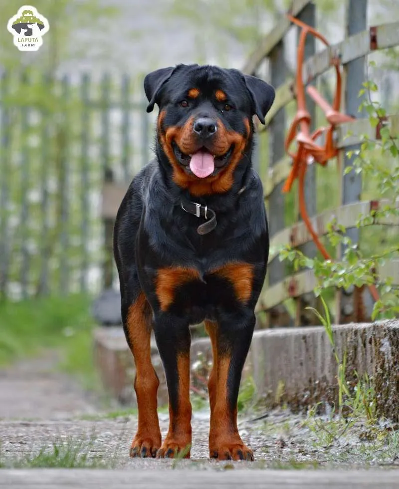 Chó Rottweiler thuần chủng giá bao nhiêu phụ thuộc lớn vào nguồn gốc xuất xứ từ Thái Lan hay Đức