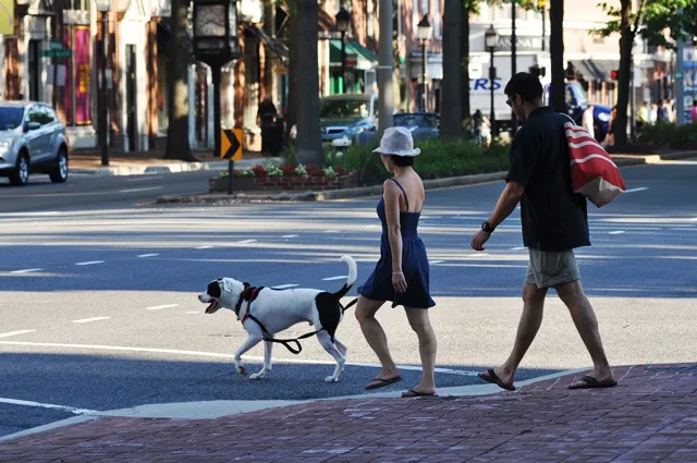 Chó Ngao Tây Tạng Trắng: Cẩm Nang Toàn Tập Về Đại Khuyển Tuyết Sơn