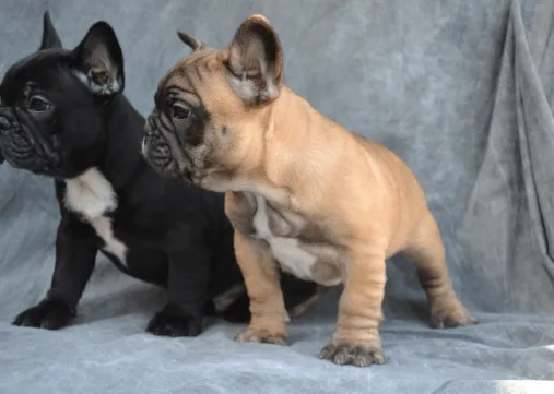 Các vấn đề sức khỏe thường gặp và cách phòng tránh cho giống chó mặt xệ