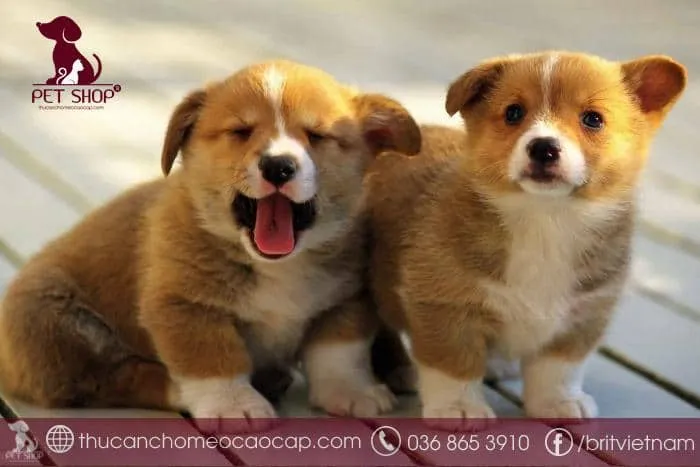 Giá chó Corgi phối giống tại Việt Nam và chó Corgi nhập khẩu Châu Âu