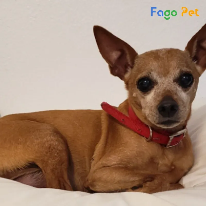 Ảnh Chó Phốc Sóc Mini Đẹp Nhất Và Hướng Dẫn Nuôi Dưỡng Chuẩn Chuyên Gia