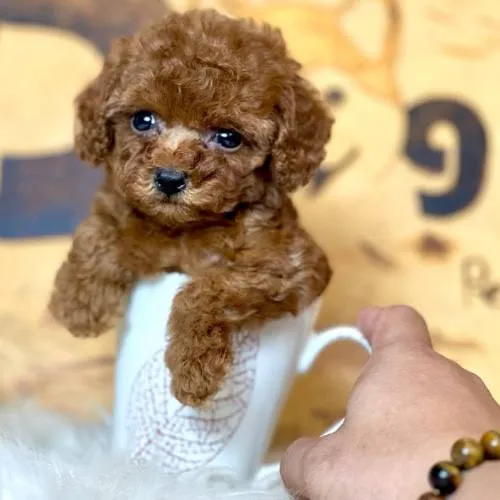 Giá chó Poodle Teacup và Poodle Toy