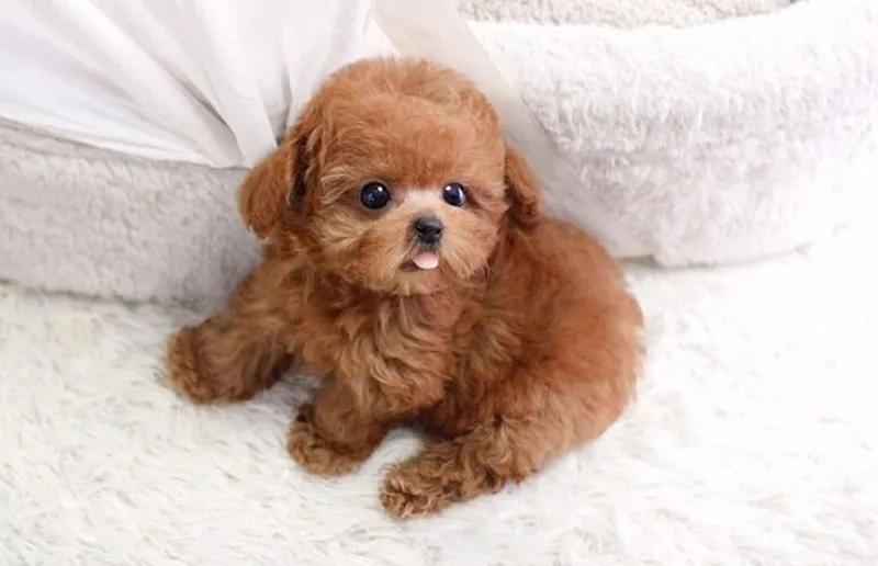 Gia đình chó Poodle mẹ và các con nằm nghỉ ngơi sau sinh