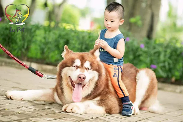 Giá phối giống chó Alaska bao nhiêu và các yếu tố ảnh hưởng