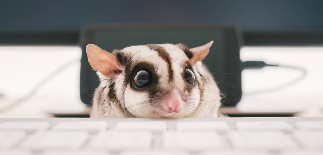 Bán Chuột Hamster TPHCM Giá Rẻ: Tuyệt Chiêu Chọn Shop Uy Tín & Kinh Nghiệm Nuôi