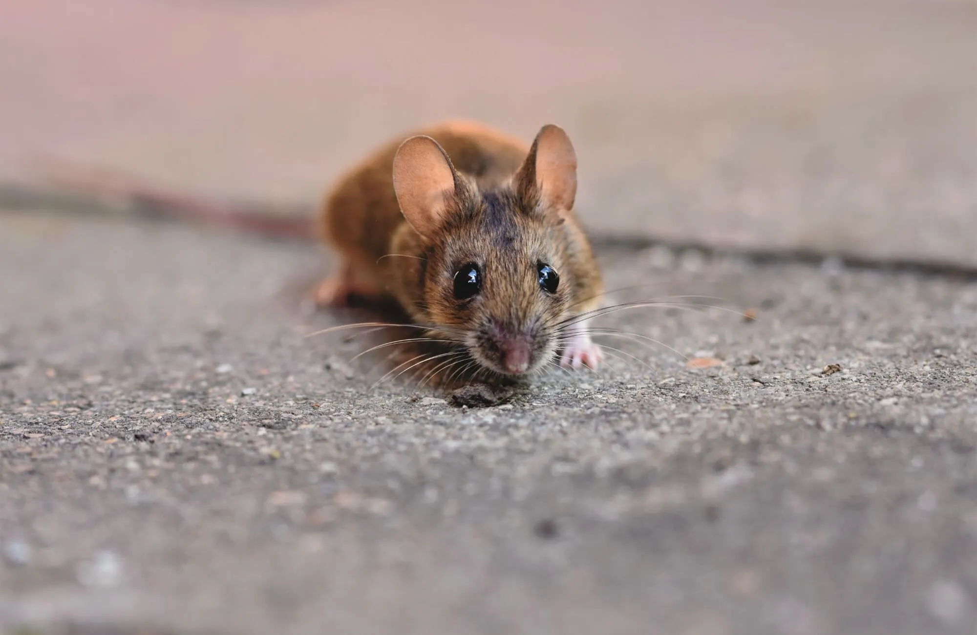 Giải mã âm thanh chuột chù kêu báo hiệu điều gì theo các khung giờ trong ngày