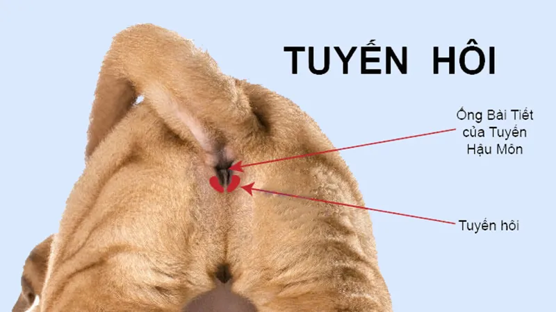 Giải phẫu tuyến hôi của chó Poodle, mô tả vị trí tuyến hậu môn