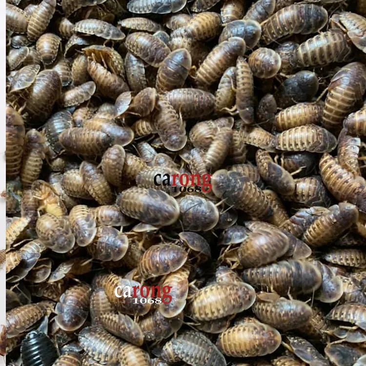 gián Dubia sinh sản