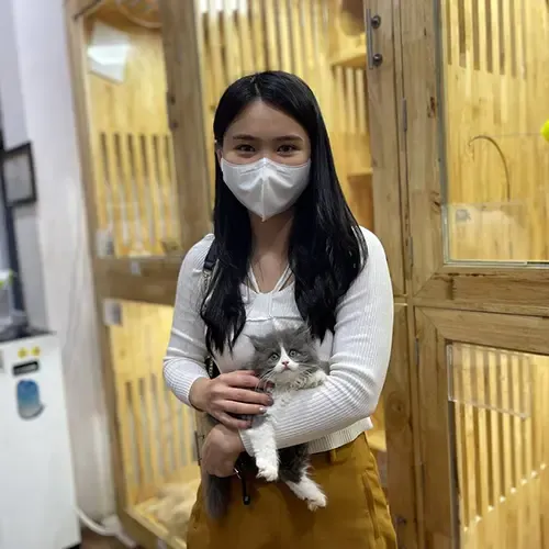 Khách hàng hạnh phúc khi nhận bé mèo anh lông dài con màu Bicolor