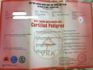 Giấy VKA chứng nhận độ thuần chủng cho chó Pitbull nhập khẩu